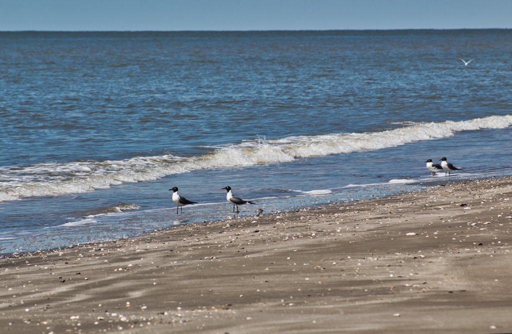 Things to Do in Holly Beach